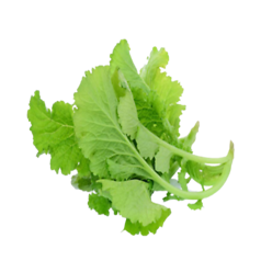 Mustard(सरसो)