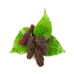 Mulberries (शहतूत)