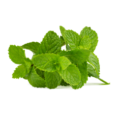 Mint (पुदीना)